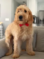 Apollo- F1 mini , a male Goldendoodle for sale in Frostproof, FL – 9 of 10