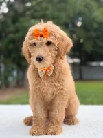 Ruby- F1b Medium , a female Goldendoodle for sale in Frostproof, FL – 9 of 9