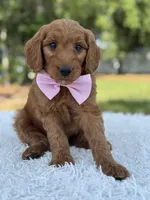 Ace- F1 mini , a male Goldendoodle for sale in Frostproof, FL – 9 of 9