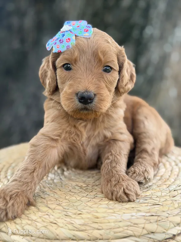 Lilah- F1b Medium – Goldendoodle puppy for sale in Frostproof, FL