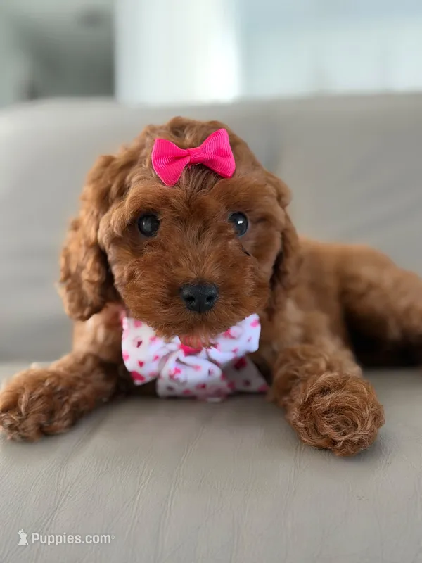 Jasmine- F1b Mini  – Goldendoodle puppy for sale in Frostproof, FL