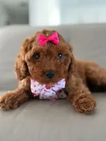 Jasmine- F1b Mini , a female Goldendoodle for sale in Frostproof, FL – 1 of 10