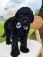 Ansel- F1b standard , a male Goldendoodle for sale in Frostproof, FL – 10 of 10