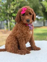 Camille- F1b Standard , a female Goldendoodle for sale in Frostproof, FL – 9 of 10