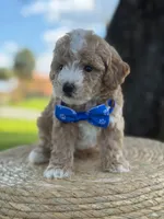 Johan- F1bb Toy , a male Goldendoodle for sale in Frostproof, FL – 9 of 10