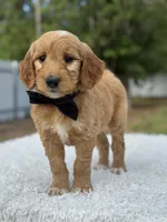 Archer- F1 Mini , a male Goldendoodle for sale in Frostproof, FL – 3 of 10