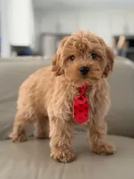 Jet- F1b Mini , a male Goldendoodle for sale in Frostproof, FL – 6 of 10