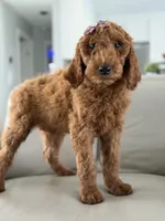 Vienna- F1b standard , a female Goldendoodle for sale in Frostproof, FL – 2 of 10