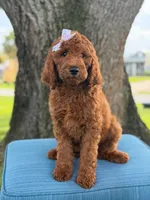Gianna- F1b Standard , a female Goldendoodle for sale in Frostproof, FL – 10 of 10