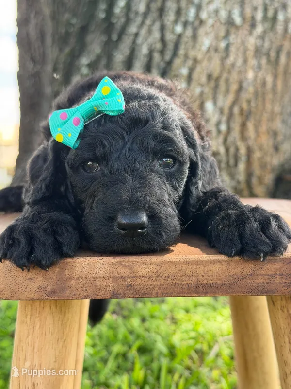 Alora- F1b Standard  – Goldendoodle puppy for sale in Frostproof, FL