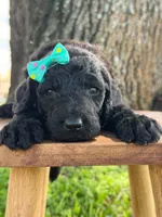 Alora- F1b Standard , a female Goldendoodle for sale in Frostproof, FL – 1 of 10