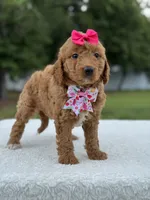Tilly- F1b Mini , a female Goldendoodle for sale in Frostproof, FL – 9 of 10