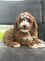 Winnie- F1bb Mini , a female Goldendoodle for sale in Frostproof, FL – 7 of 10