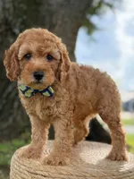 Sonic- F1b Toy, a male Goldendoodle for sale in Frostproof, FL – 2 of 10