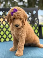 Dolly- F1b Medium , a female Goldendoodle for sale in Frostproof, FL – 3 of 10