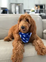 Weston- F1b Medium, a male Goldendoodle for sale in Frostproof, FL – 8 of 10