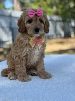 Calla- F1b Mini, a female Goldendoodle for sale in Frostproof, FL – Photo 9 of 9