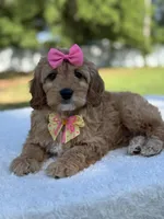 Calla- F1b Mini, a female Goldendoodle for sale in Frostproof, FL – Photo 4 of 9