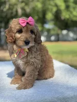 Calla- F1b Mini, a female Goldendoodle for sale in Frostproof, FL – Photo 5 of 9