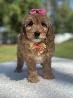 Calla- F1b Mini, a female Goldendoodle for sale in Frostproof, FL – Photo 7 of 9