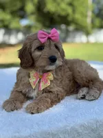 Calla- F1b Mini, a female Goldendoodle for sale in Frostproof, FL – Photo 3 of 9
