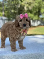 Calla- F1b Mini, a female Goldendoodle for sale in Frostproof, FL – Photo 8 of 9
