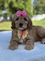 Calla- F1b Mini, a female Goldendoodle for sale in Frostproof, FL – Photo 2 of 9