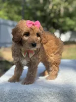 Calla- F1b Mini, a female Goldendoodle for sale in Frostproof, FL – Photo 6 of 9