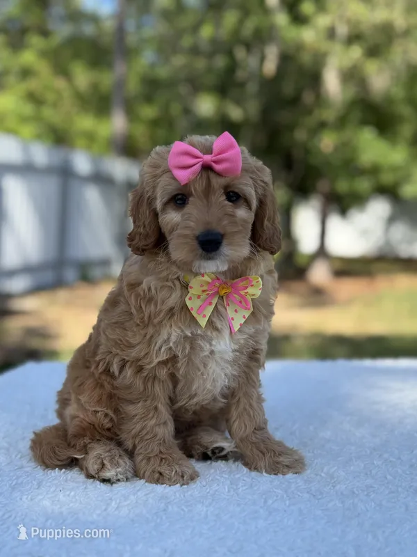 Calla- F1b Mini – Goldendoodle puppy for sale in Frostproof, FL