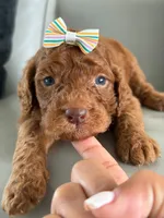Sabrina- F1b Standard , a female Goldendoodle for sale in Frostproof, FL – 8 of 10