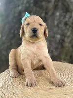 London- F1b Medium , a female Goldendoodle for sale in Frostproof, FL – 3 of 10