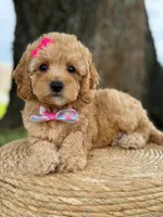 Daisy- F1b Toy, a female Goldendoodle for sale in Frostproof, FL – 3 of 10