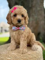 Daisy- F1b Toy, a female Goldendoodle for sale in Frostproof, FL – 2 of 10