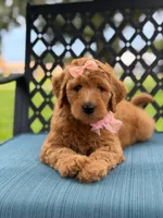 Bubbles- F1b Medium, a female Goldendoodle for sale in Frostproof, FL – 8 of 10