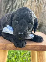 Axton- F1b Standard , a male Goldendoodle for sale in Frostproof, FL – 3 of 10