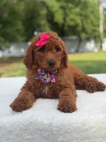 Camille- F1b Standard , a female Goldendoodle for sale in Frostproof, FL – 2 of 10