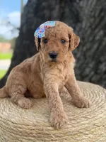 Lennon- F1b Medium , a female Goldendoodle for sale in Frostproof, FL – 3 of 10