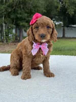 Tiana- F1b Mini , a female Goldendoodle for sale in Frostproof, FL – 8 of 9