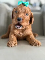 Savannah- F1b Standard , a female Goldendoodle for sale in Frostproof, FL – 2 of 8