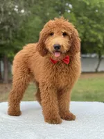 Jett- F1b Medium , a male Goldendoodle for sale in Frostproof, FL – Photo 3 of 10