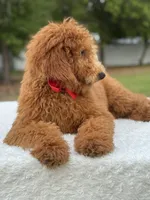 Jett- F1b Medium , a male Goldendoodle for sale in Frostproof, FL – Photo 4 of 10