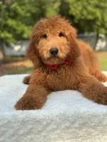 Jett- F1b Medium , a male Goldendoodle for sale in Frostproof, FL – Photo 8 of 10