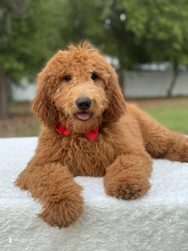 Jett- F1b Medium  – Goldendoodle puppy for sale in Frostproof, FL
