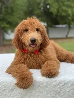 Jett- F1b Medium , a male Goldendoodle for sale in Frostproof, FL – Photo 1 of 10