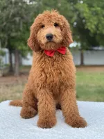 Jett- F1b Medium , a male Goldendoodle for sale in Frostproof, FL – Photo 7 of 10