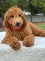 Jett- F1b Medium , a male Goldendoodle for sale in Frostproof, FL – Photo 10 of 10