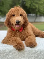 Jett- F1b Medium , a male Goldendoodle for sale in Frostproof, FL – Photo 2 of 10