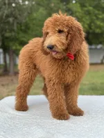 Jett- F1b Medium , a male Goldendoodle for sale in Frostproof, FL – Photo 5 of 10