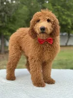 Jett- F1b Medium , a male Goldendoodle for sale in Frostproof, FL – Photo 6 of 10