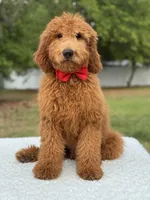 Jett- F1b Medium , a male Goldendoodle for sale in Frostproof, FL – Photo 9 of 10